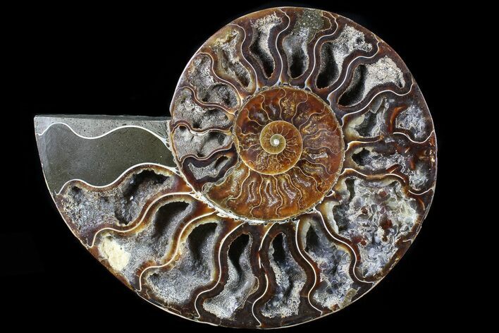 Cut Ammonite Fossil (Half) - Agatized #79159